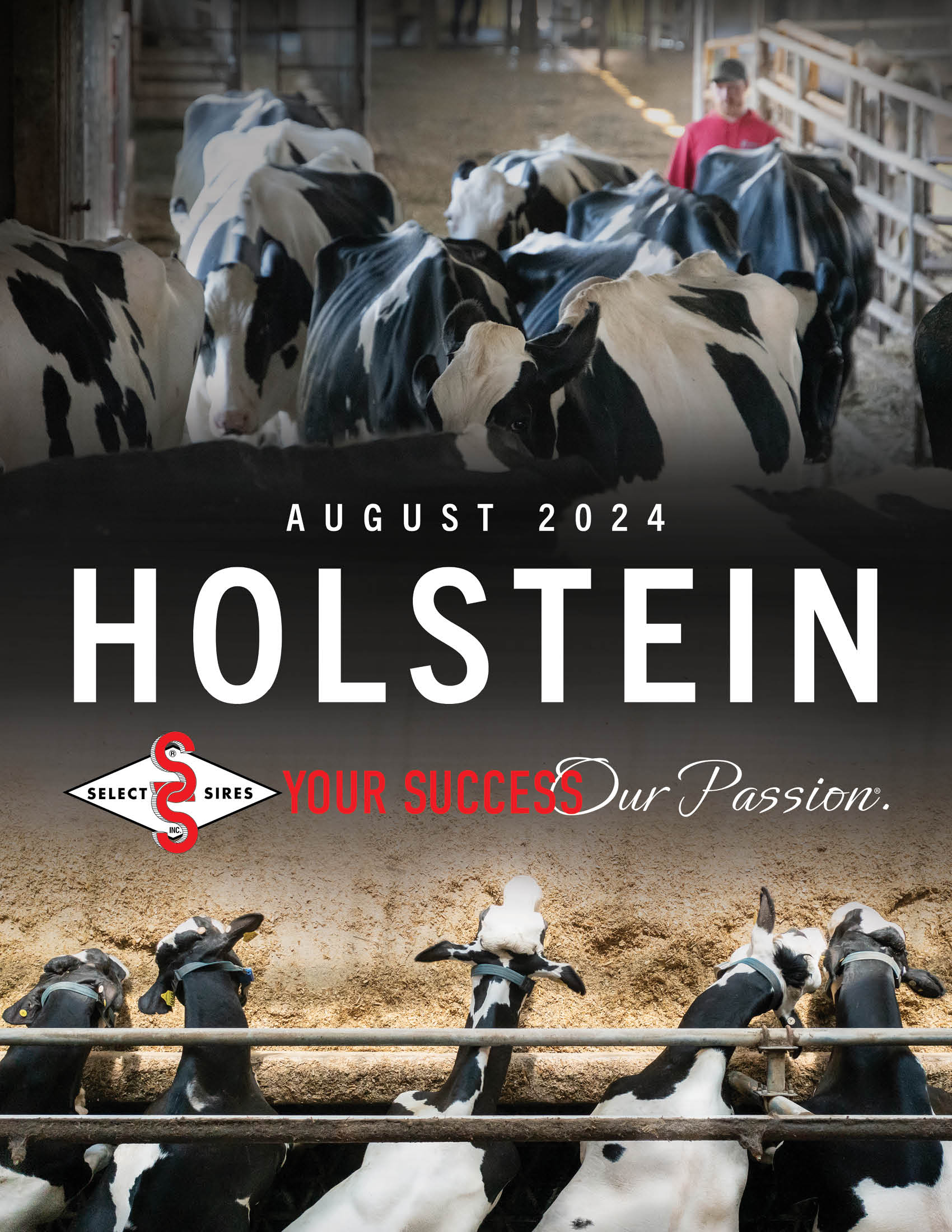 cover-holstein