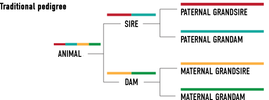 SelectaGEN inbreeding dairy program genomics